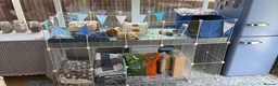 Guinea Pig rodents for sale: Male guinea pigs  in Doncaster - Advert 6
