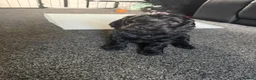 Cockapoo dogs for sale: F2 Cockapoo Puppies - Advert 6