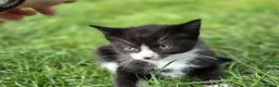 Bengal cats for sale: Female kittens  in London - Advert 14