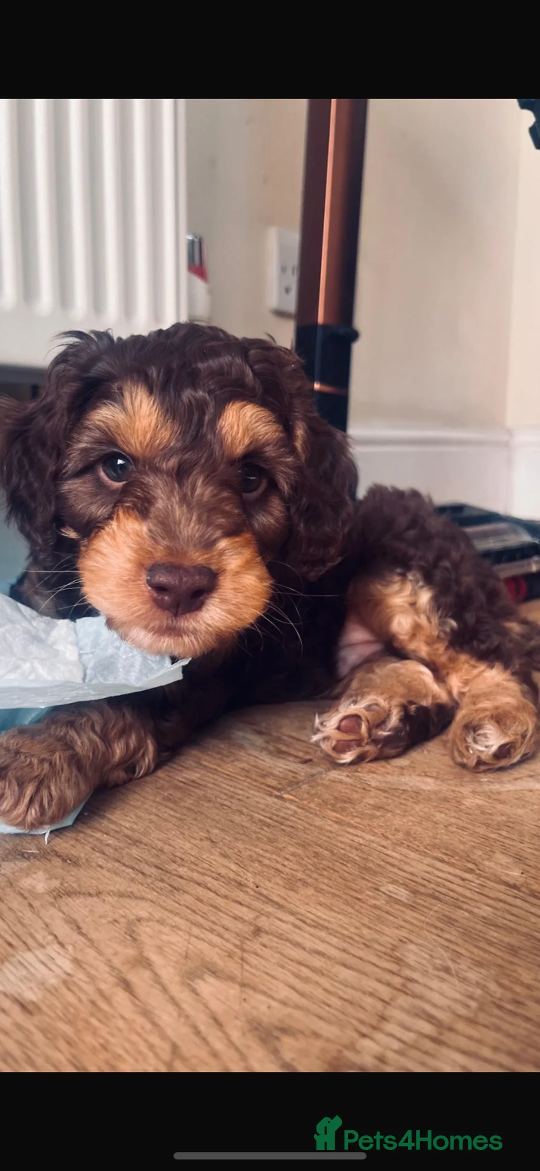 Cockapoo dogs for stud: TRICOLOUR F1 PROVEN ATAT CERTIFIED COCKAPOO STUD in Bromley - Advert 40