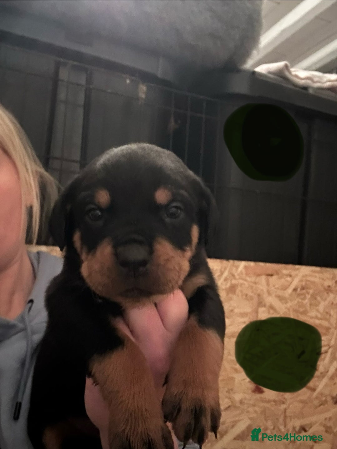 Rottweiler dogs for sale: Kc reg. Rottweiler pups. Ready 17 Jan - Advert 2