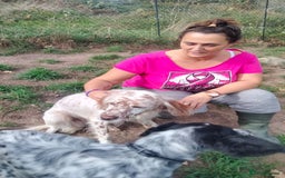 English Setter dogs for adoption: Otto  - Advert 12