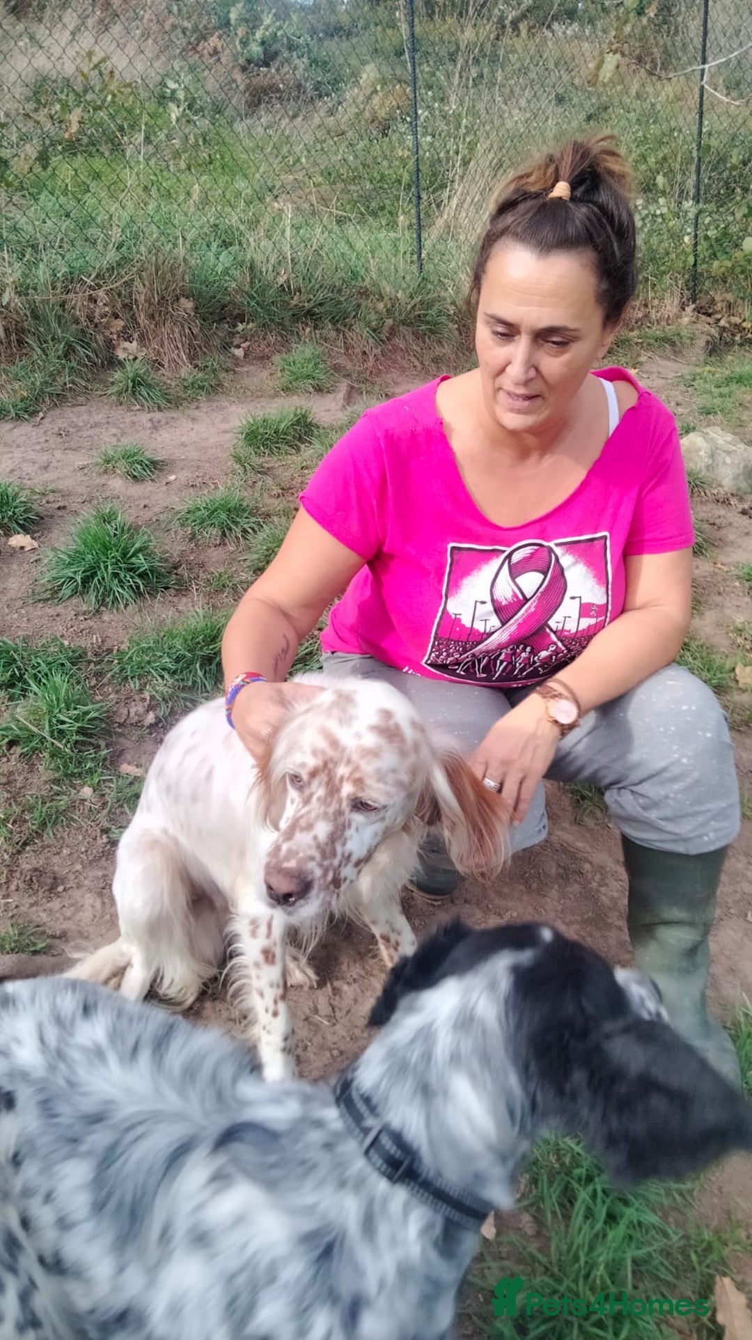 English Setter dogs for adoption: Otto  - Advert 12