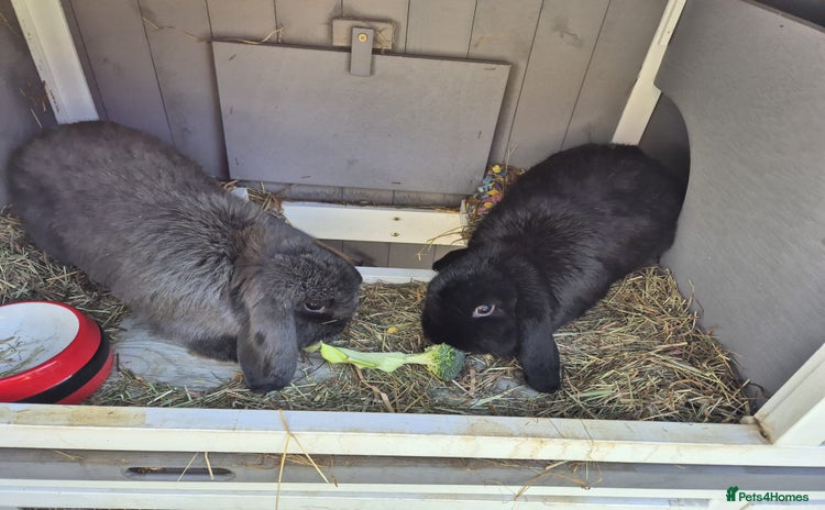 Mini Lop rabbits - Advert 1