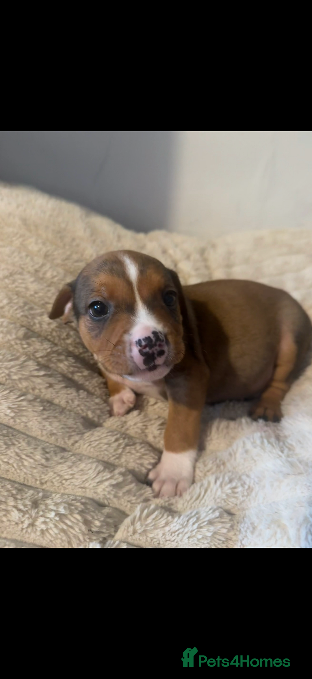 Mixed Breed dogs for sale: 7 Gorgeous Lurcher x Pocket Bully Pups  - Advert 23