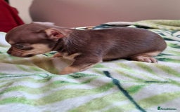 Chihuahua dogs for sale: Stunning Chihuahua Puppies  - Advert 13