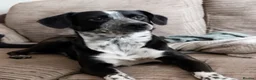 Mixed Breed dogs for sale: Gorgeous Blue & Brindle Mixed Breed Puppies 🫐💗 - Advert 19