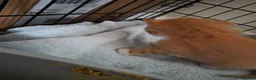Mixed Breed cats for sale: 3 beautiful kittens for sale in Wrexham - Advert 7