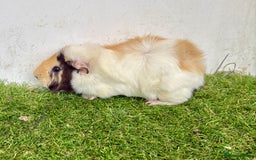 Guinea Pig rodents for sale: Super calm and friendly female guinea pigs  - Image 5