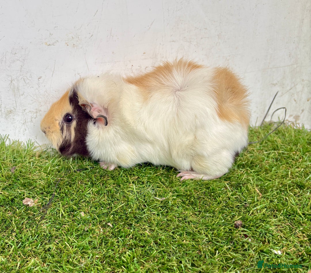Guinea Pig rodents for sale: Super calm and friendly female guinea pigs  - Image 5
