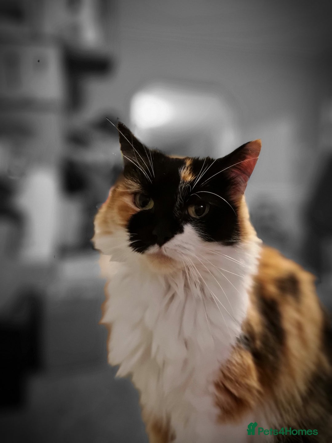 Mixed Breed cats for sale: Special home needed  - Image 1