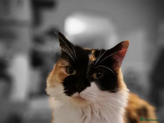 Mixed Breed cats - Advert 1