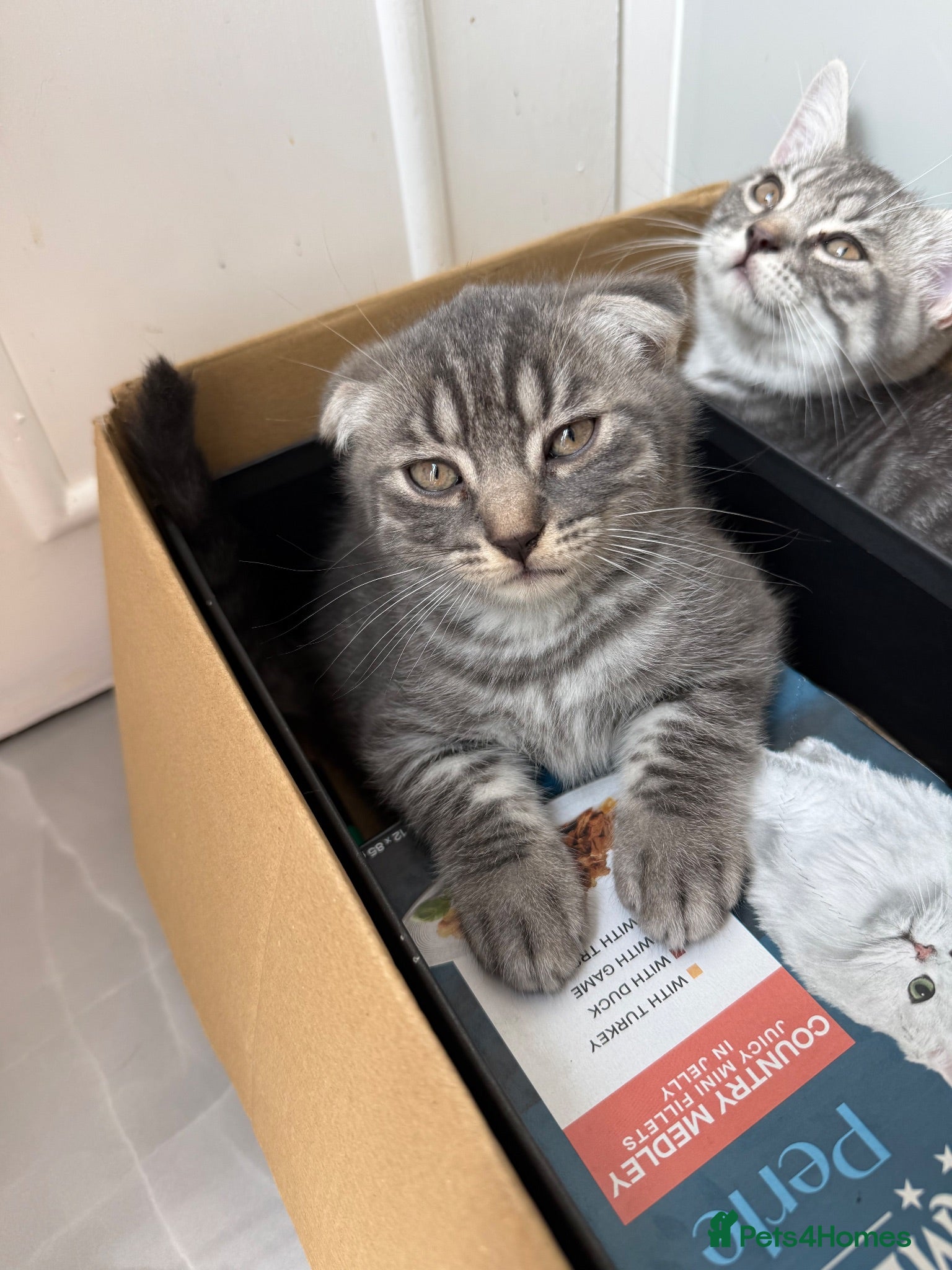 British Shorthair cats Gorgeous Silver Tabby Scottish Fold&Straight  - Advert 18