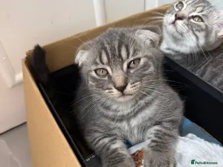 British Shorthair cats Gorgeous Silver Tabby Scottish Fold&Straight - Advert 18