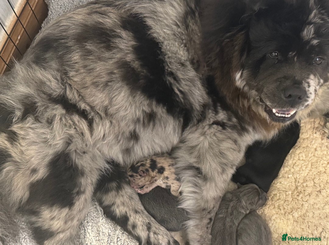 Chow Chow dogs for sale: Merle chow chow - Advert 1