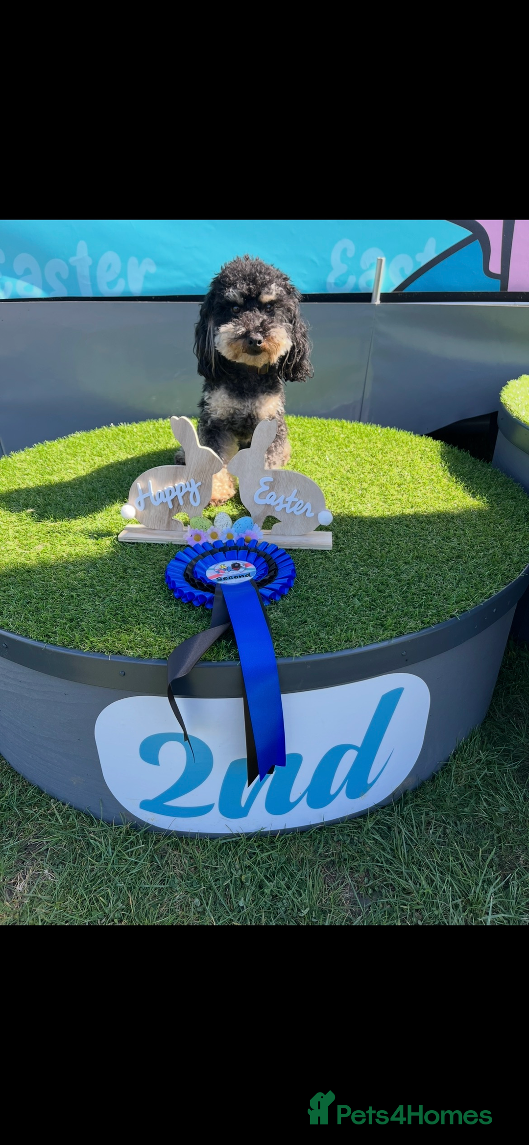 Shihpoo dogs for sale: Beautiful Shihpoo puppies  - Image 12
