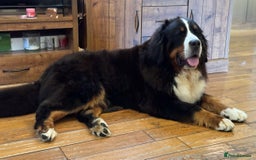 Bernese Mountain Dog dogs for sale: Beautiful Girl looking for her forever home  - Image 7