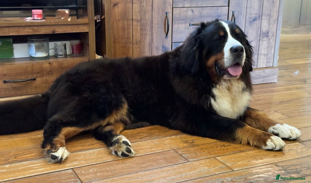 Bernese Mountain Dog dogs for sale: Beautiful Girl looking for her forever home  - Image 7