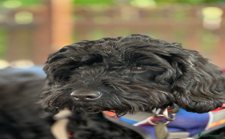 Cockapoo dogs - Advert 1
