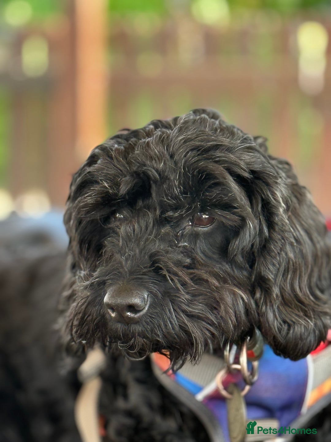 Cockapoo dogs for sale: F1 Cockapoo's - Image 1