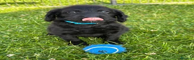 Mr Blue