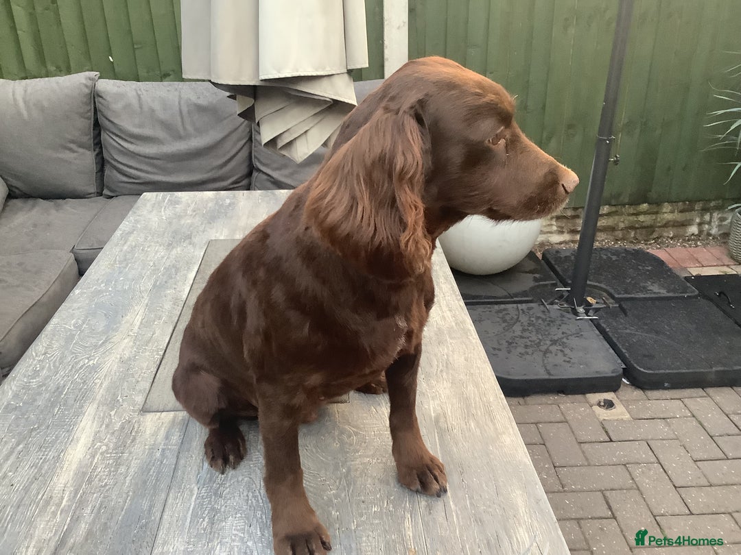 Cocker Spaniel dogs for sale: Mr Mark Hulme in Sandbach - Image 11