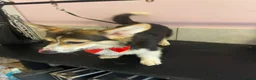 Welsh Corgi Pembroke dogs for stud: Proven KC Quality Pembroke Welsh Corgi for Duties  - Advert 4