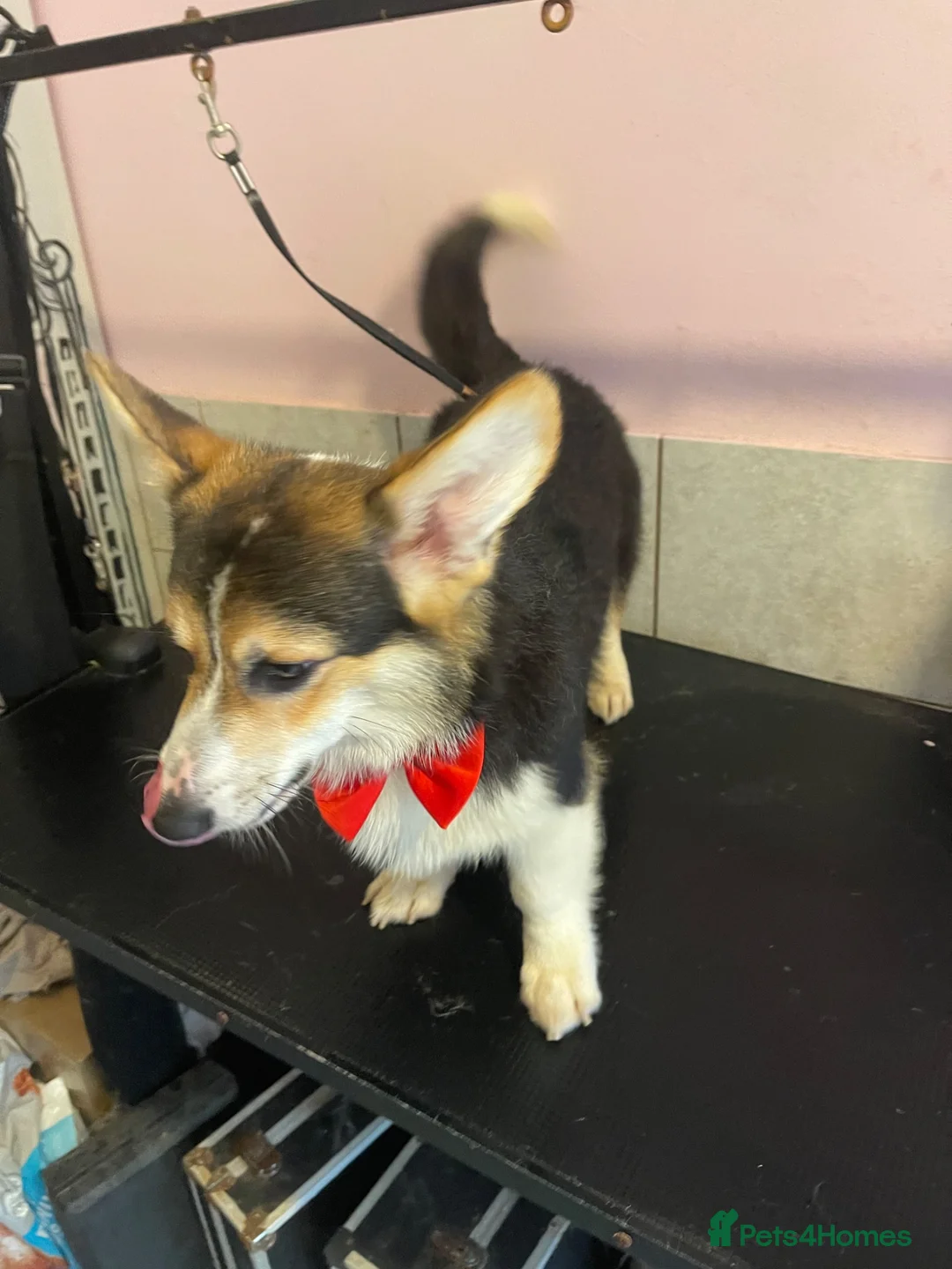 Welsh Corgi Pembroke dogs for stud: Proven KC Quality Pembroke Welsh Corgi for Duties  - Advert 4