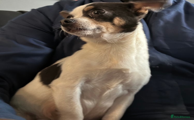 Chihuahua dogs - Advert 1