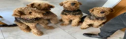 Airedale Terrier dogs for sale: Pure breed Airedale Terriers for sale - Advert 20