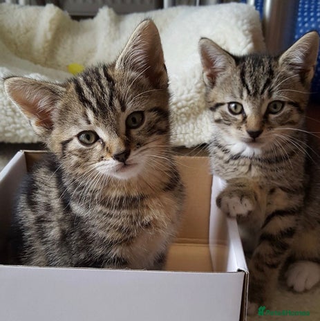 Mixed Breed cats - Advert 1