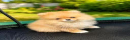 Pomeranian dogs for sale: Super Tiny Boy Orange Sable - Advert 9