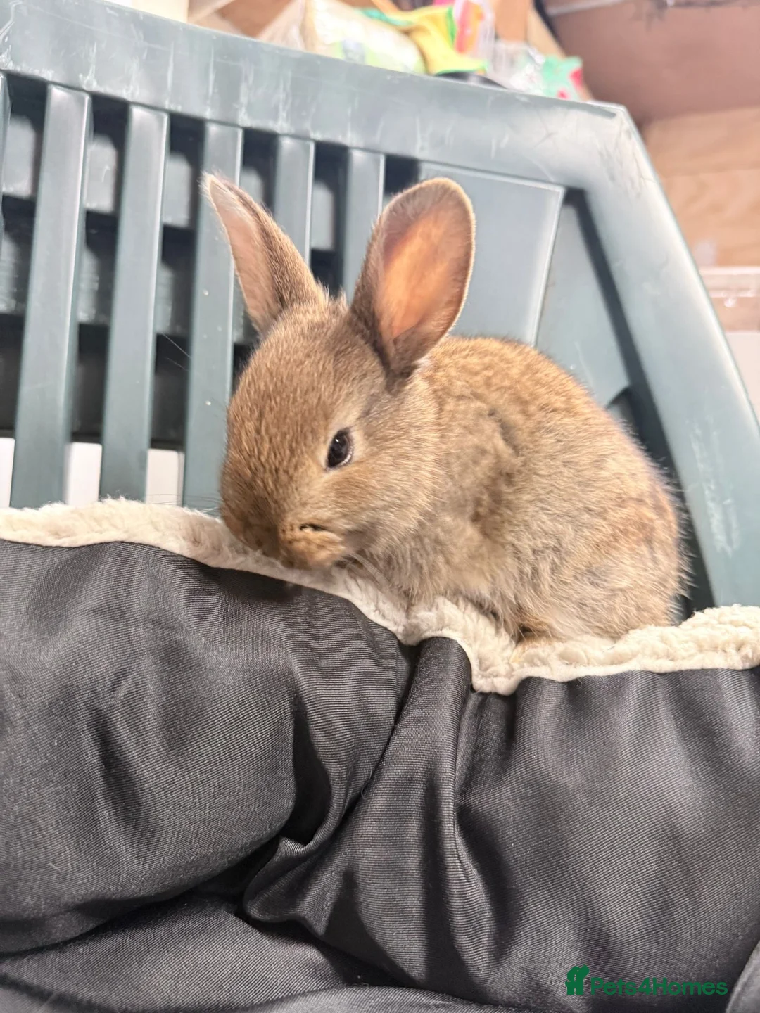 Mixed Breed rabbits for sale: Baby bunnies - Advert 14