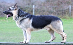 German Shepherd dogs for sale: ⚡RARE EAST EUROPEAN SHEPHERD PUPPIES AVAILABLE⚡ - Image 18