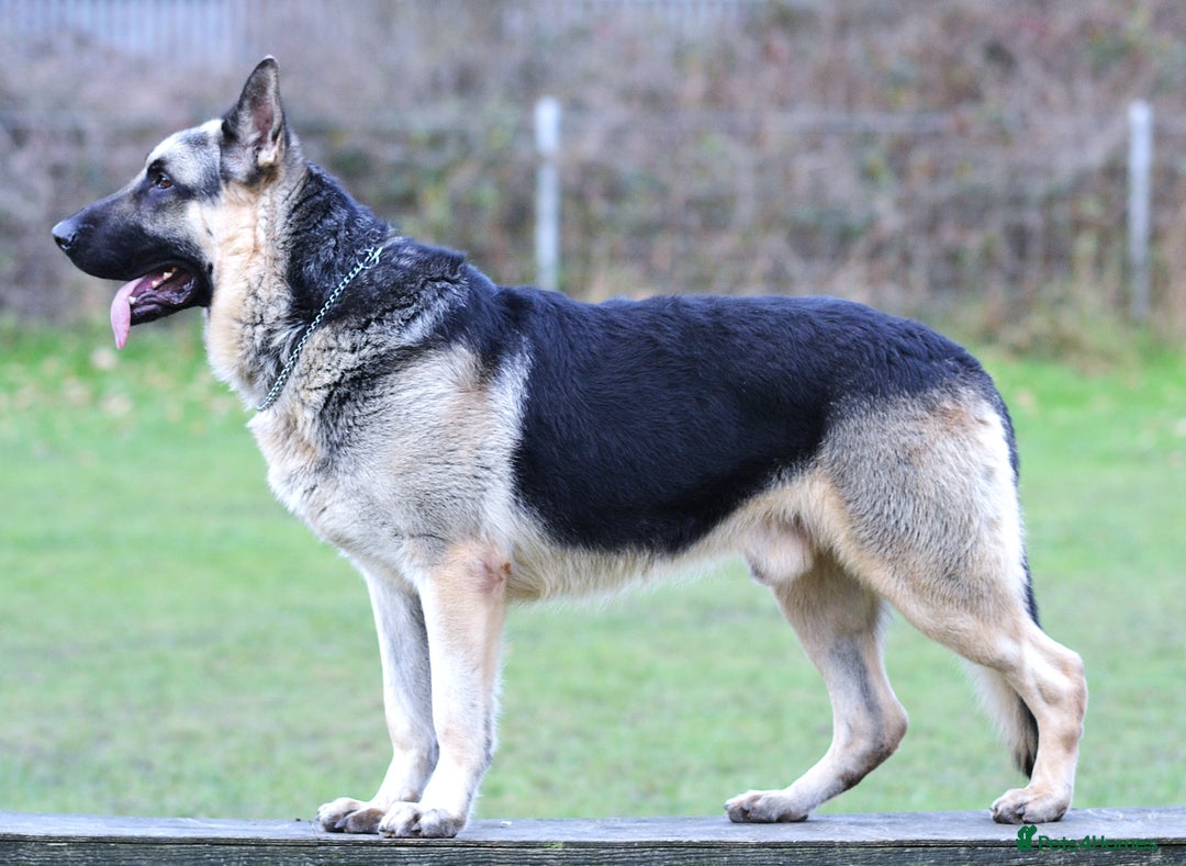 German Shepherd dogs for sale: ⚡RARE EAST EUROPEAN SHEPHERD PUPPIES AVAILABLE⚡ - Image 18