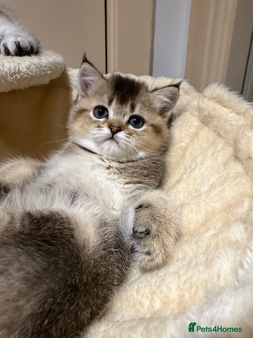 Scottish Fold cats for sale: Purrfect kitten  - Advert 11