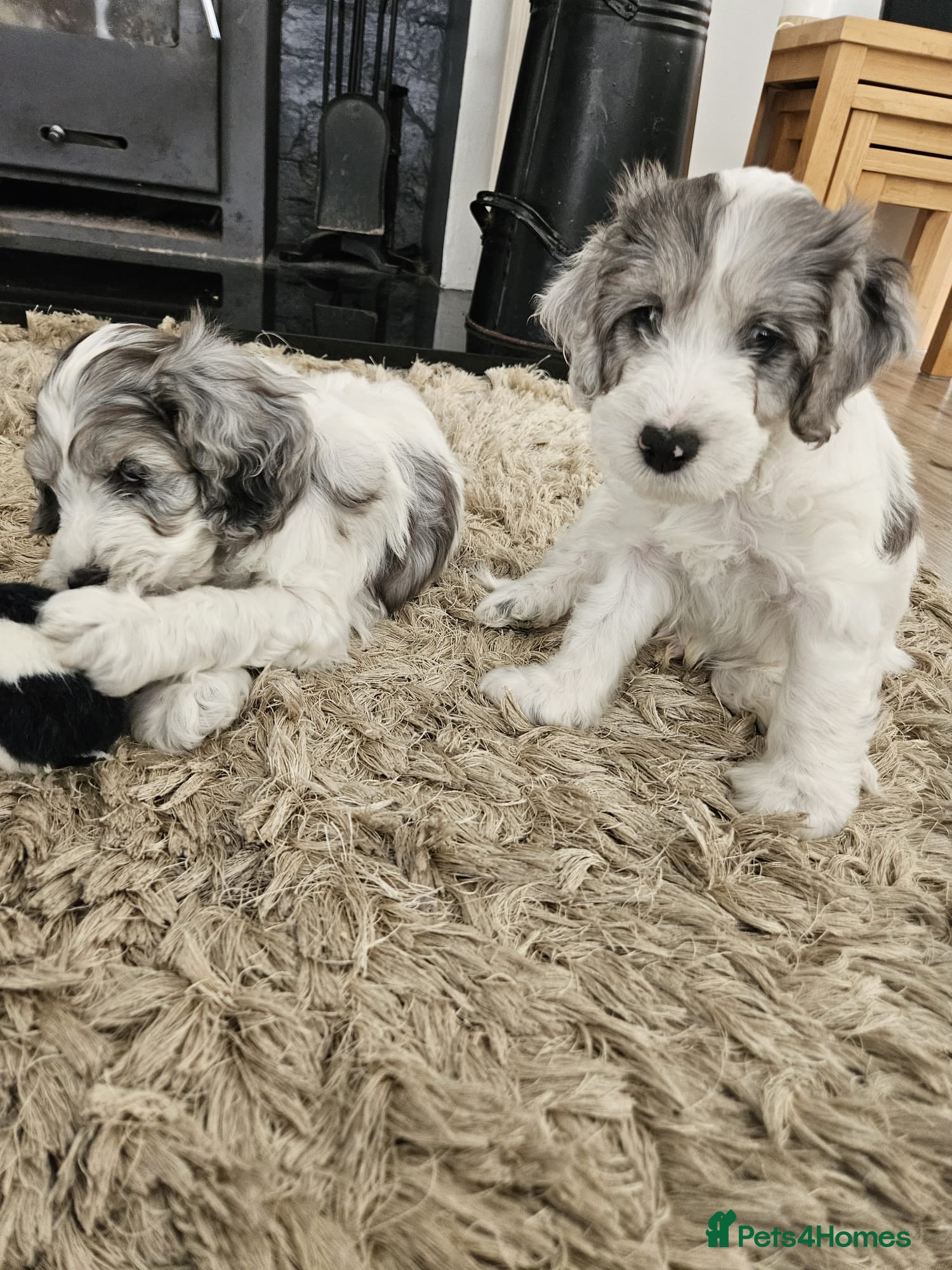 Cockapoo dogs Beautifully coloured f1 cockapoo pups - Advert 2