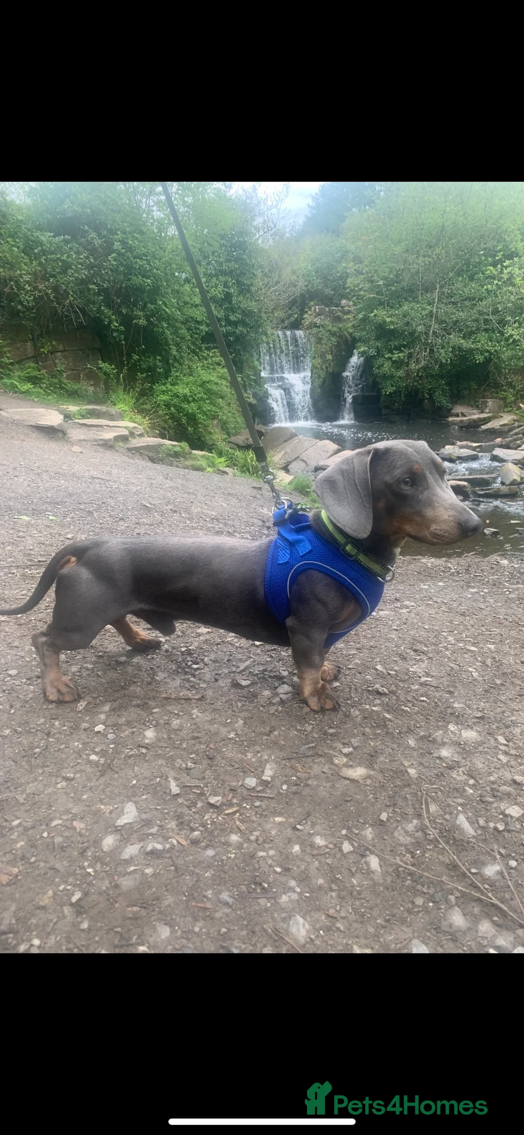 Dachshund dogs for stud: Blue Dachhund Proven Stud & Isabella cream stud, in Swansea - Advert 2