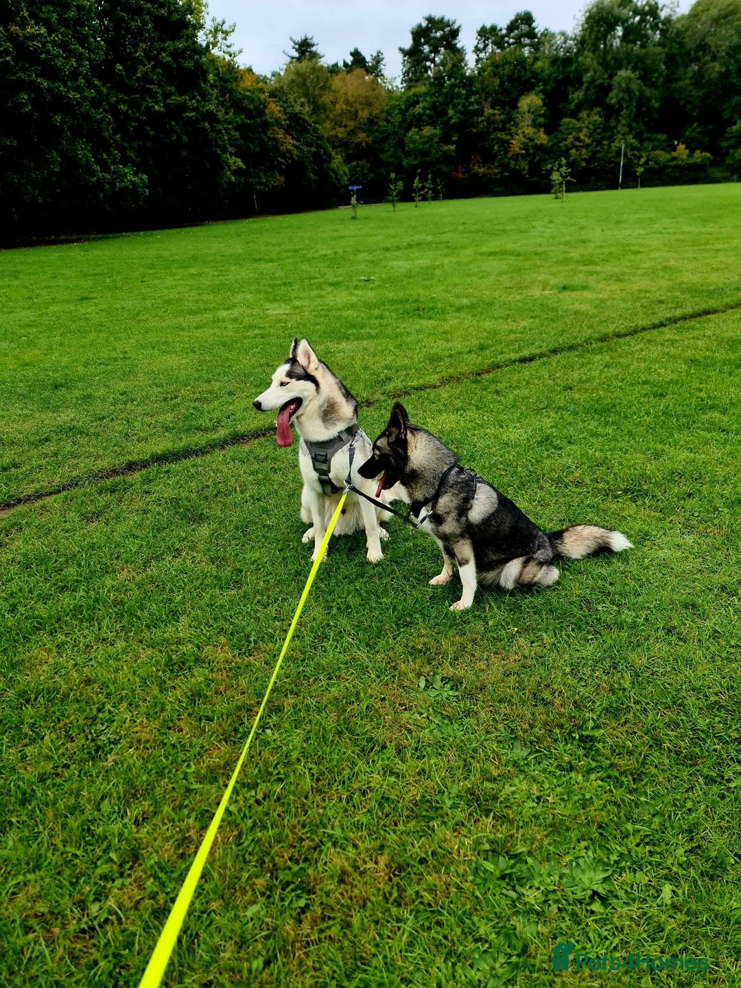Siberian Husky dogs for sale: Siberian Huskies, female&male, male KC Registered - Image 7
