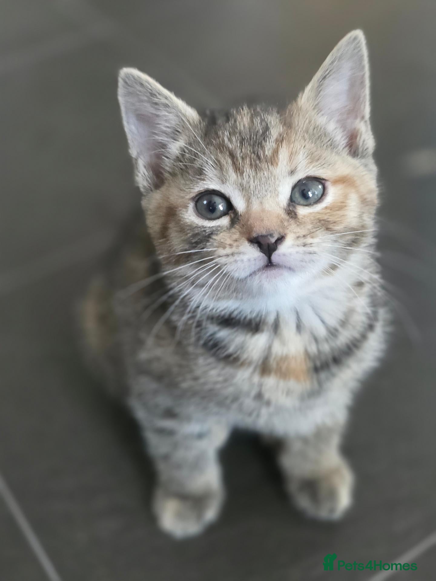 Mixed Breed cats for sale: 3 beautiful babies looking for forever homes - Advert 1
