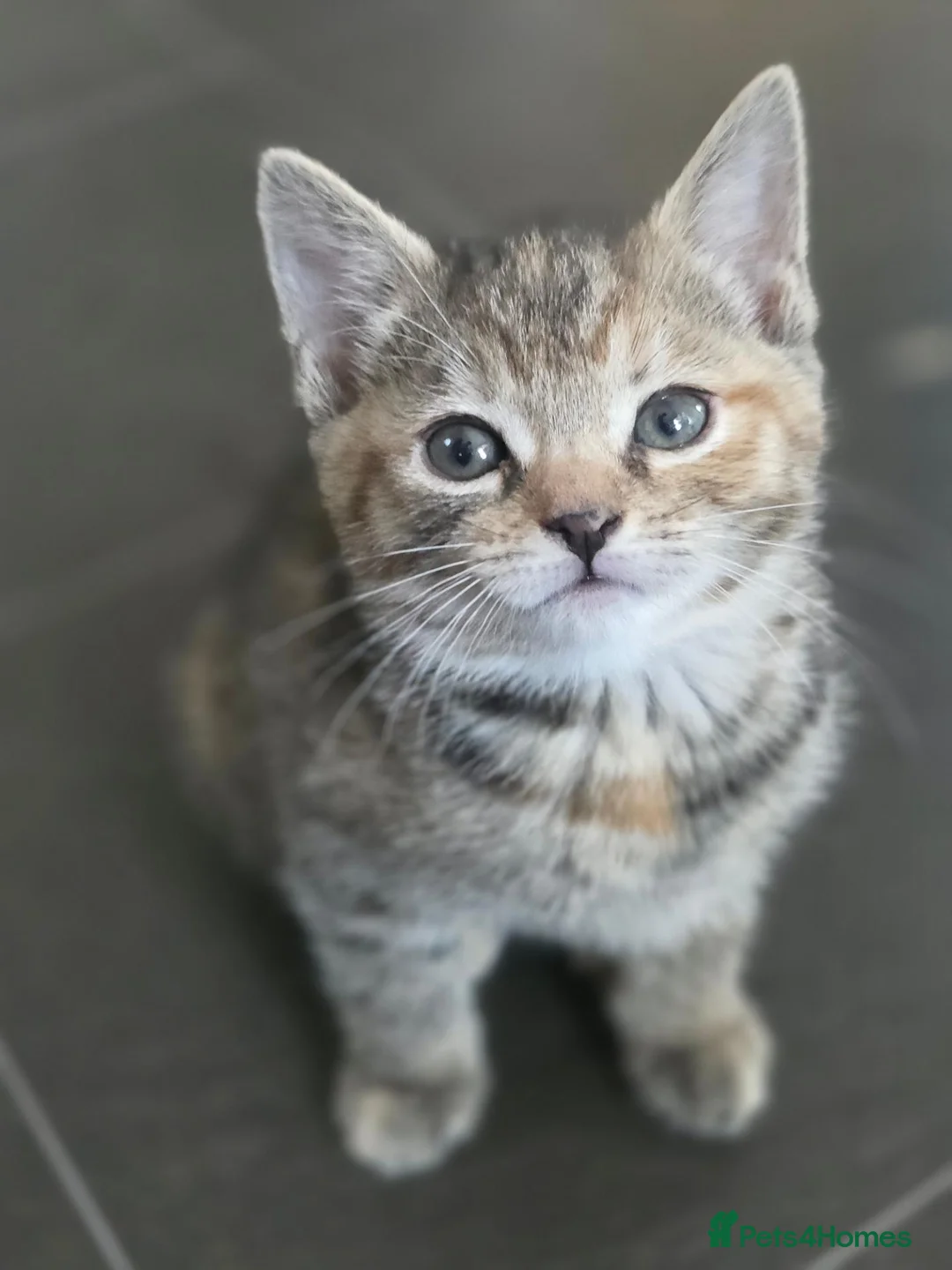 Mixed Breed cats for sale: 3 beautiful babies looking for forever homes - Advert 1