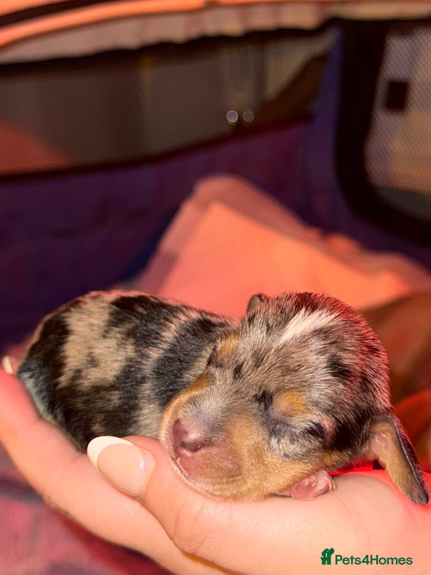 Miniature Dachshund dogs KC REG Smooth Hair Miniature Dachshund Puppies - Advert 2