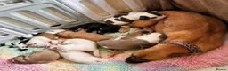Mixed Breed dogs for sale: Loving Staffy x American Bulldog Pups - Ready Now  - Advert 3