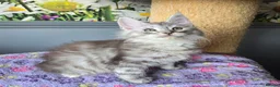 Maine Coon cats for sale: Stunning TICA Maine Coon kittens - Advert 21