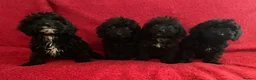 Cockapoo dogs for sale: F1 Black Cockapoo puppies - Advert 6