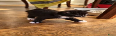 Mixed Breed 1