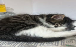 British Longhair cats for sale: Stunning friendly kittens - Image 18