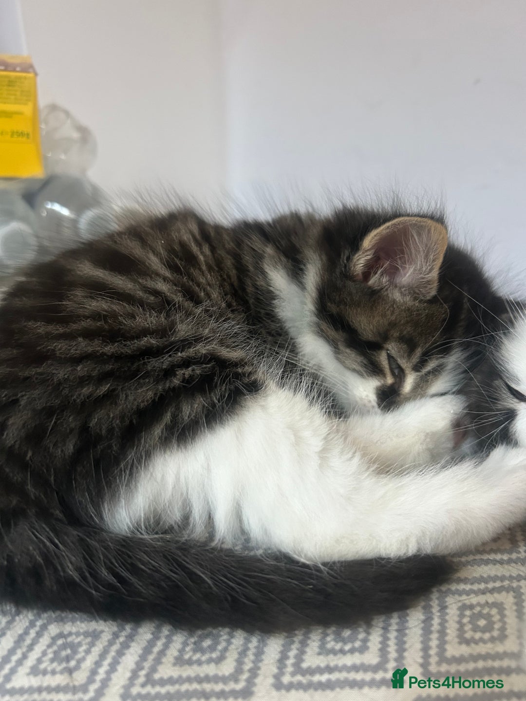 British Longhair cats for sale: Stunning friendly kittens - Image 18