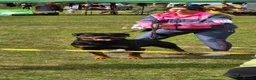 Rottweiler dogs for stud: Romanian Junior Champion Rottguardian Igor - Advert 20