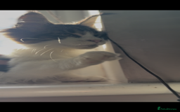 Maine Coon cats for sale: Pedigree Maine Coon Kittens 🐱 fully vaccinated  - Image 13